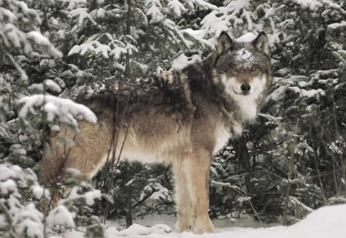 Lupo nella neve