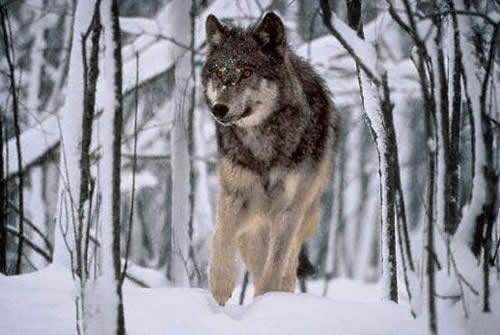 Timber Wolf - lupo dei boschi