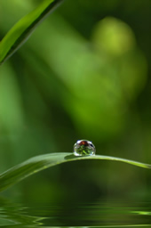 Iniziazione Reiki e corpo. Effetti dell'attivazione o armonizzazione energetica sulla persona che da quel momento diventa un Operatore Reiki.