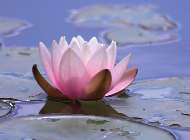 Autotrattamento Reiki di Primo livello. Volersi bene, prendersi cura di sé
