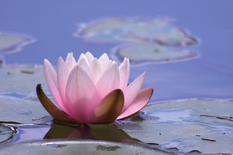 In Veneto, seminari Reiki tra Padova, Vicenza, Treviso, Venezia, Verona, Bassano del Grappa, Rovigo e Belluno