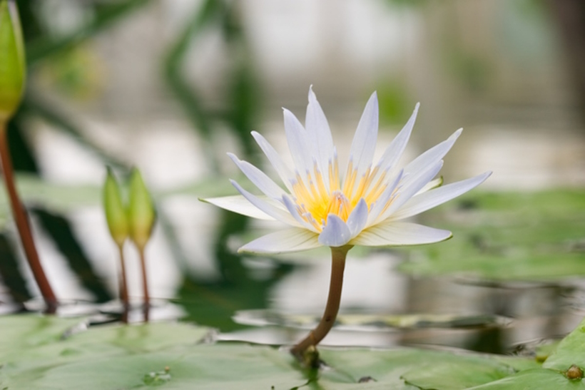 Tra Padova e Venezia Seminari e corsi di Reiki e di Sciamanismo