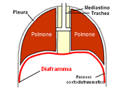 Meditazioni Reiki e gli Esercizi di corretta respirazione del Taoismo: il funzionamento dei polmoni. Meditazioni Reiki: tra Padova, Treviso e Venezia seminari e corsi di Reiki dal 1997.