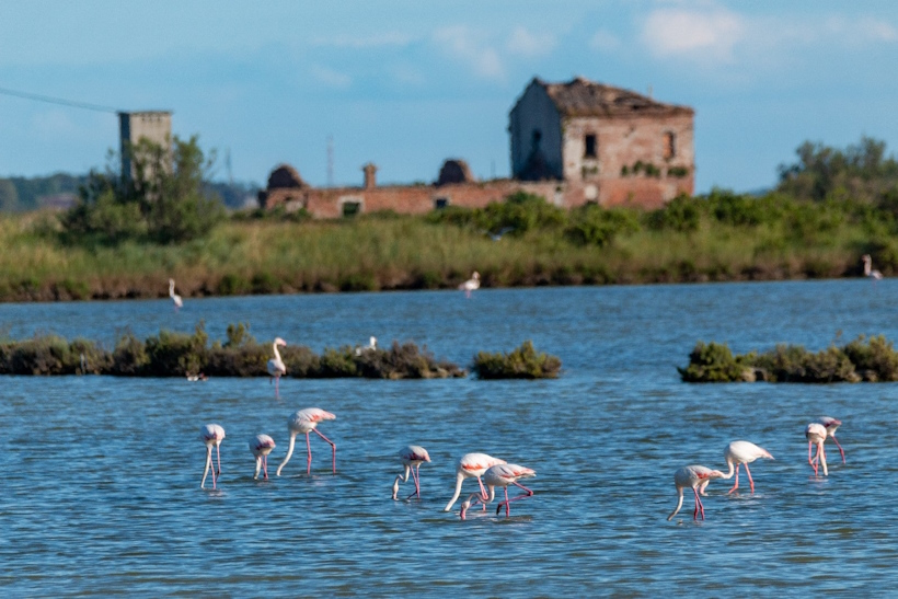 Luoghi memoriabili di Rovigo: Parco Regionale delta del Po. Dario Canil presenta corsi e seminari Reiki vicino ad Parco Regionale delta del Po, a Dolo (Venezia).