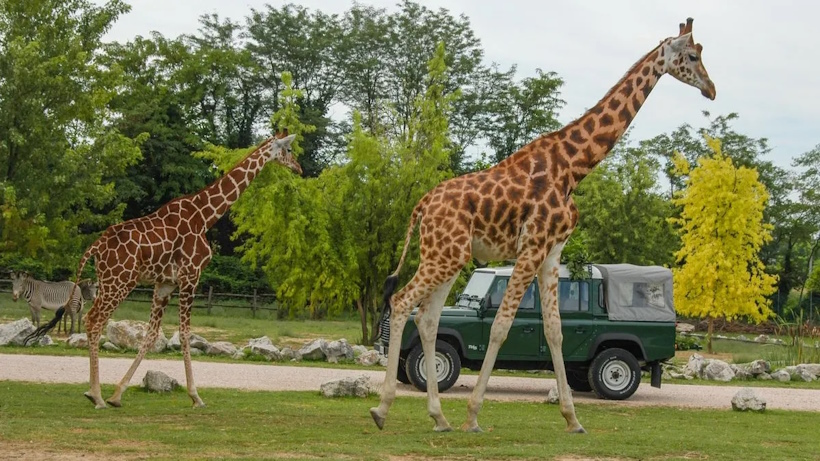 Safari nel Parco Natura Viva di Bussolengo, Verona. Seminari e corsi Reiki vicino Verona a Dolo Venezia.