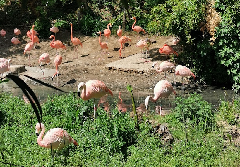 Animali e percorsi naturalistici del Parco Natura Viva vicino Verona. Reiki e crescita personale.