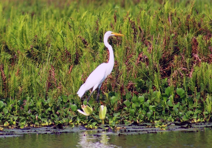 Gli Stagni di Casale a Vicenza, area naturalistica e zona umida di grande interesse.