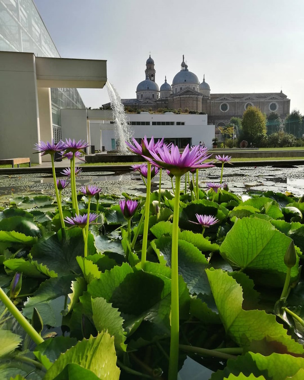 L'Orto Botanico di Padova. Dario Canil e il Centro Olistico Tolteca presentano corsi e seminari Reiki a Dolo (Venezia), vicino a Padova, in Veneto.