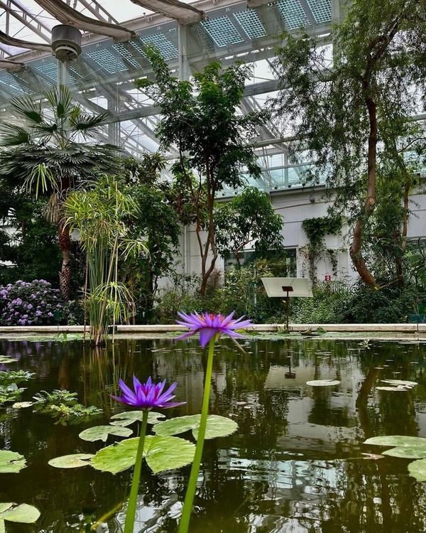 L'Orto Botanico di Padova. Dario Canil e il Centro Olistico Tolteca presentano corsi e seminari Reiki a Dolo (Venezia), vicino a Padova, in Veneto.