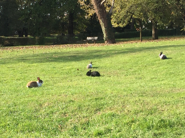 Vicenza, Il Parco Querini. A venti minuti da Vicenza corsi e seminari Reiki nel Centro Olistico Tolteca a Dolo (Venezia)